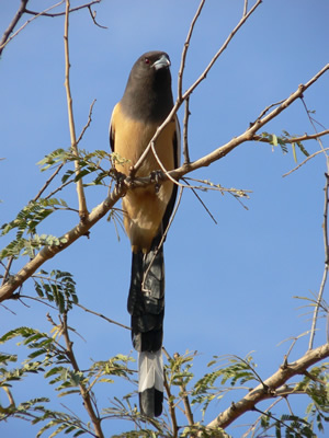 http://www.demo.kemenate.ch/media/indienreise/Vogelreservat/vogel.jpg