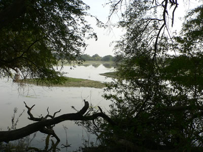 http://www.demo.kemenate.ch/media/indienreise/Vogelreservat/weiher.jpg